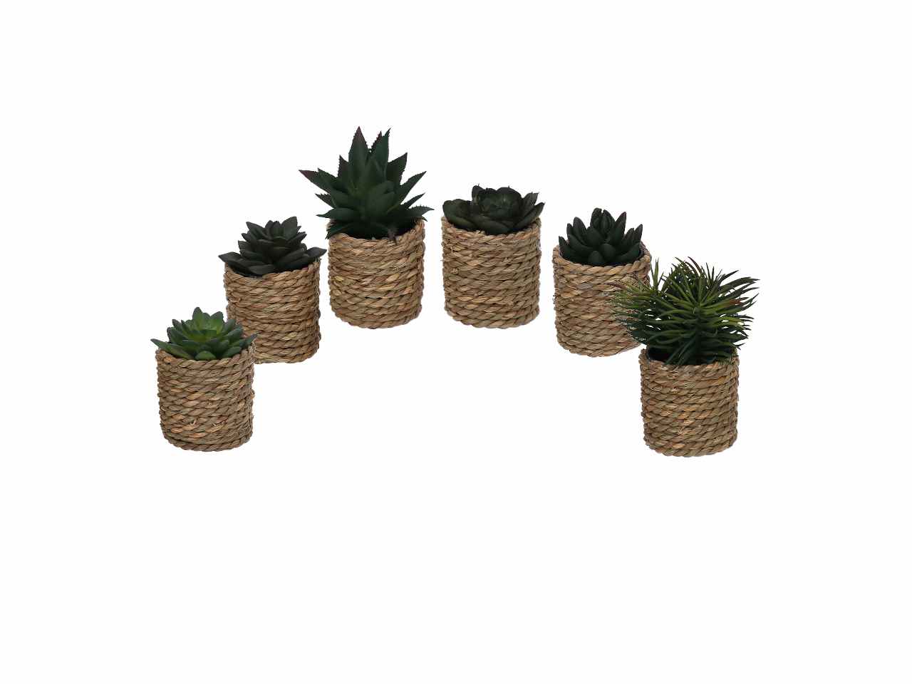 Pianta grassa verde c/vaso 10xh15 3633570000