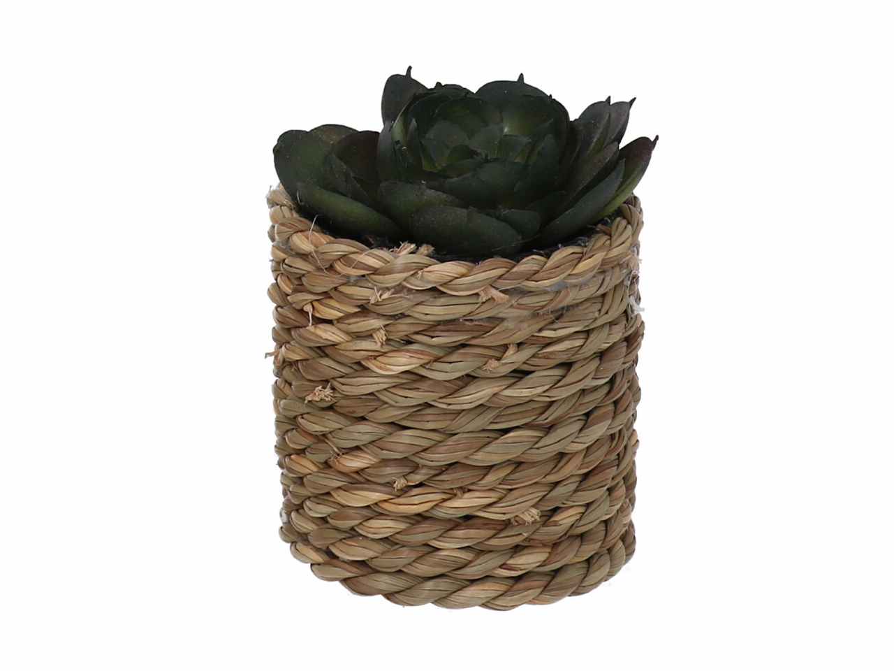 Pianta grassa verde c/vaso 10xh15 3633570000