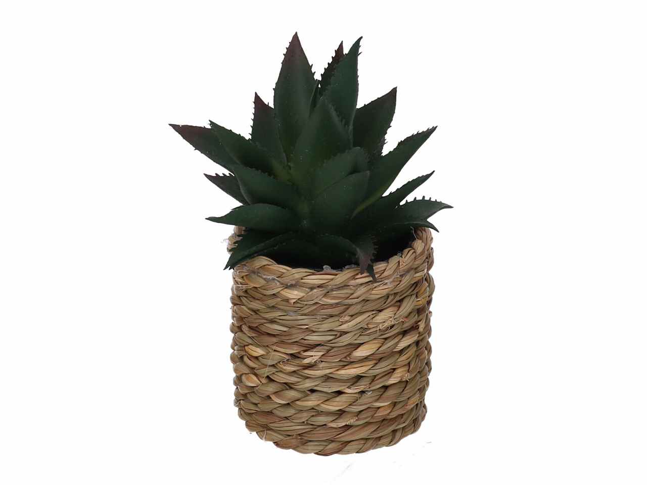 Pianta grassa verde c/vaso 10xh15 3633570000