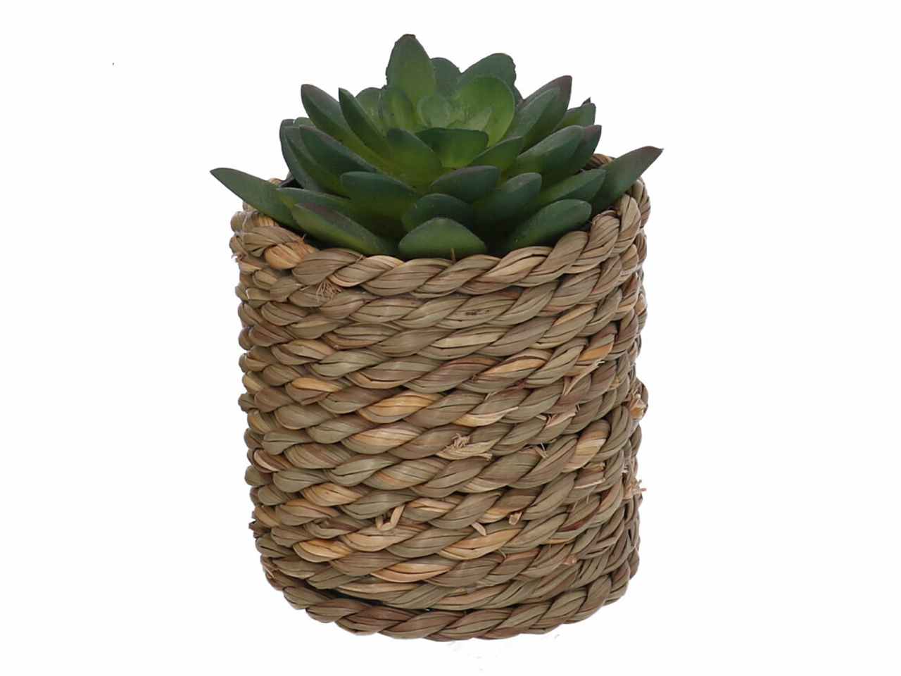 Pianta grassa verde c/vaso 10xh15 3633570000