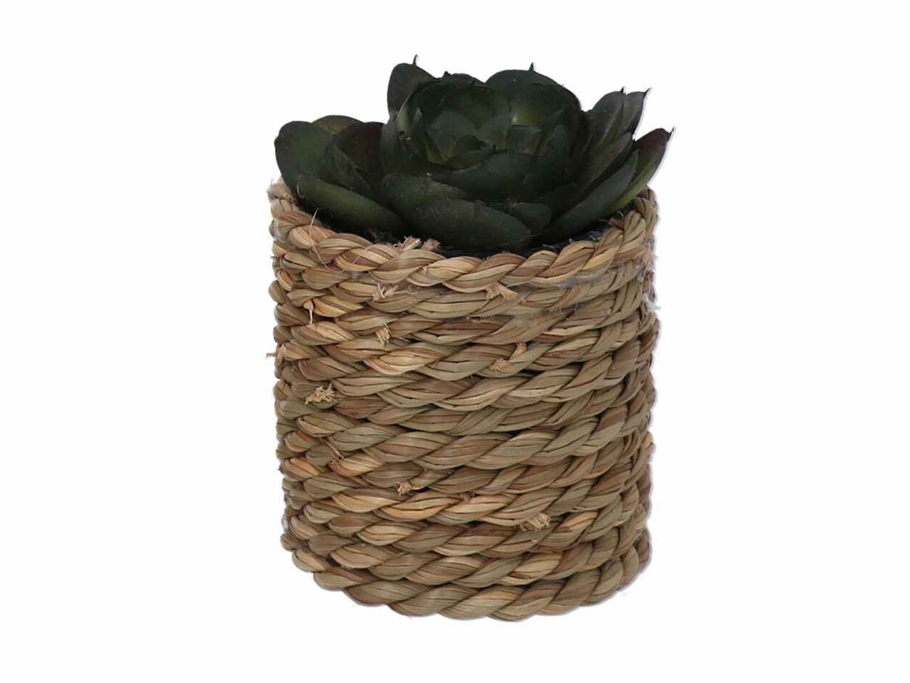 Pianta grassa verde c/vaso 10xh15 3633570000