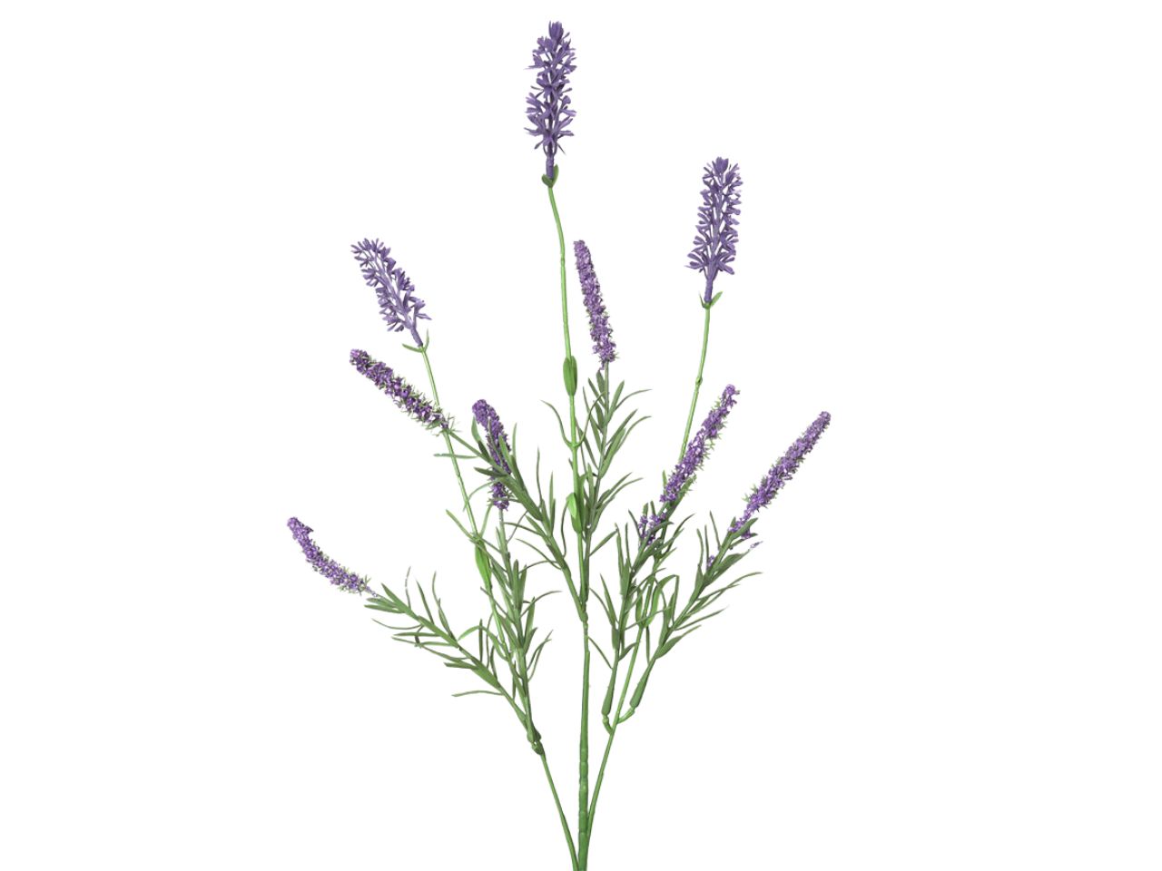 Mazzetto lavanda