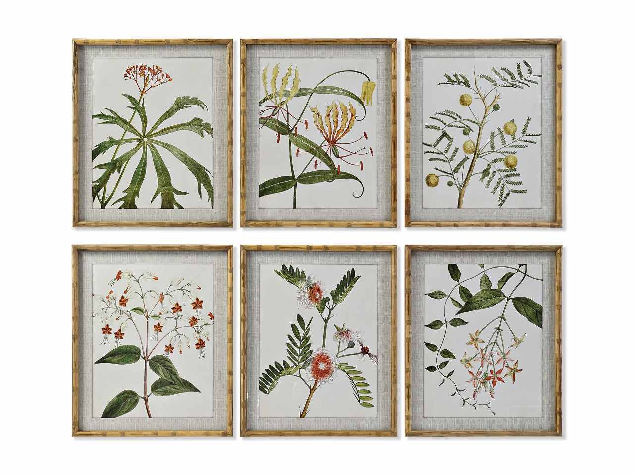 Quadro 50x60cm botanico cu-187493