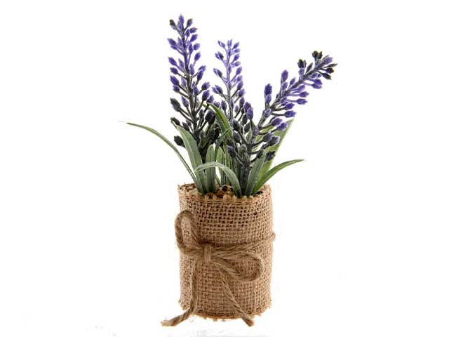 Piantina lavanda 5x12cm 800658