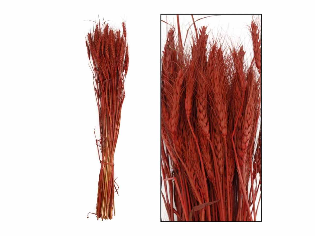 Spighe arnacio 100gr 35434-054
