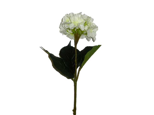 ortensia crema 6012