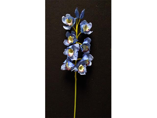 Orchidea blu 1152