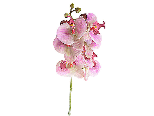 orchidea beauty 1150
