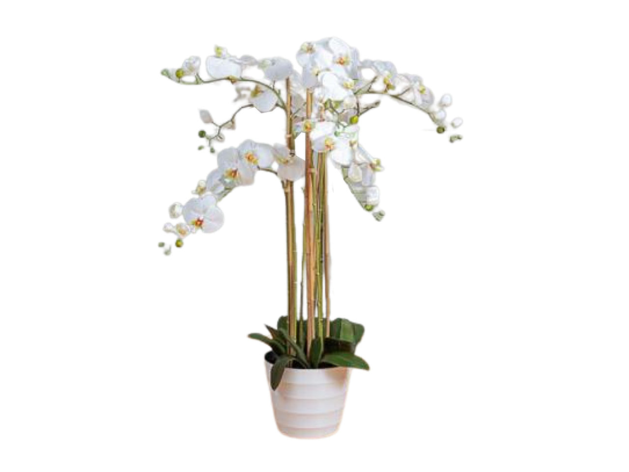 Orchidea x8 118cm in vaso bianca fio484