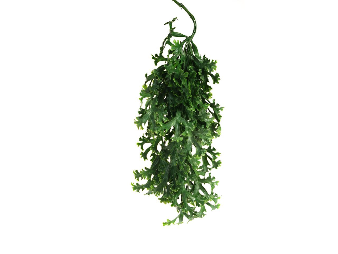 Lichene verde
