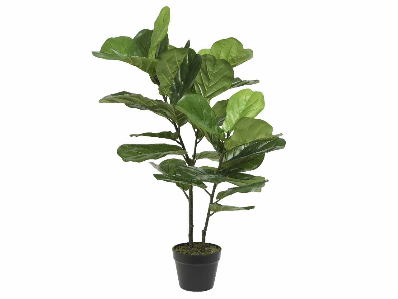 Albero fico h.97cm 800806