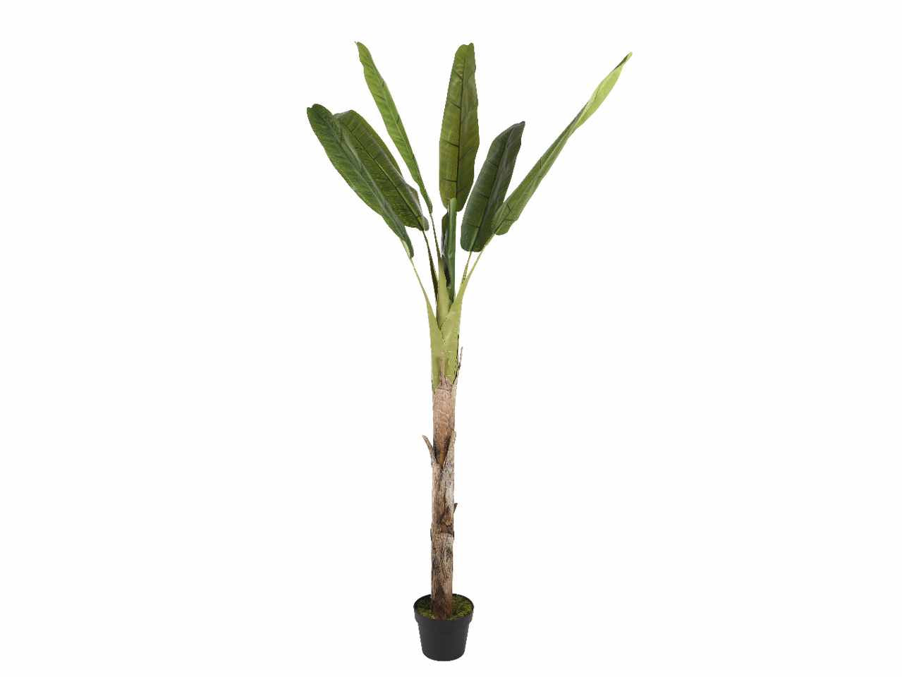 Banano h.200cm con vaso 802099