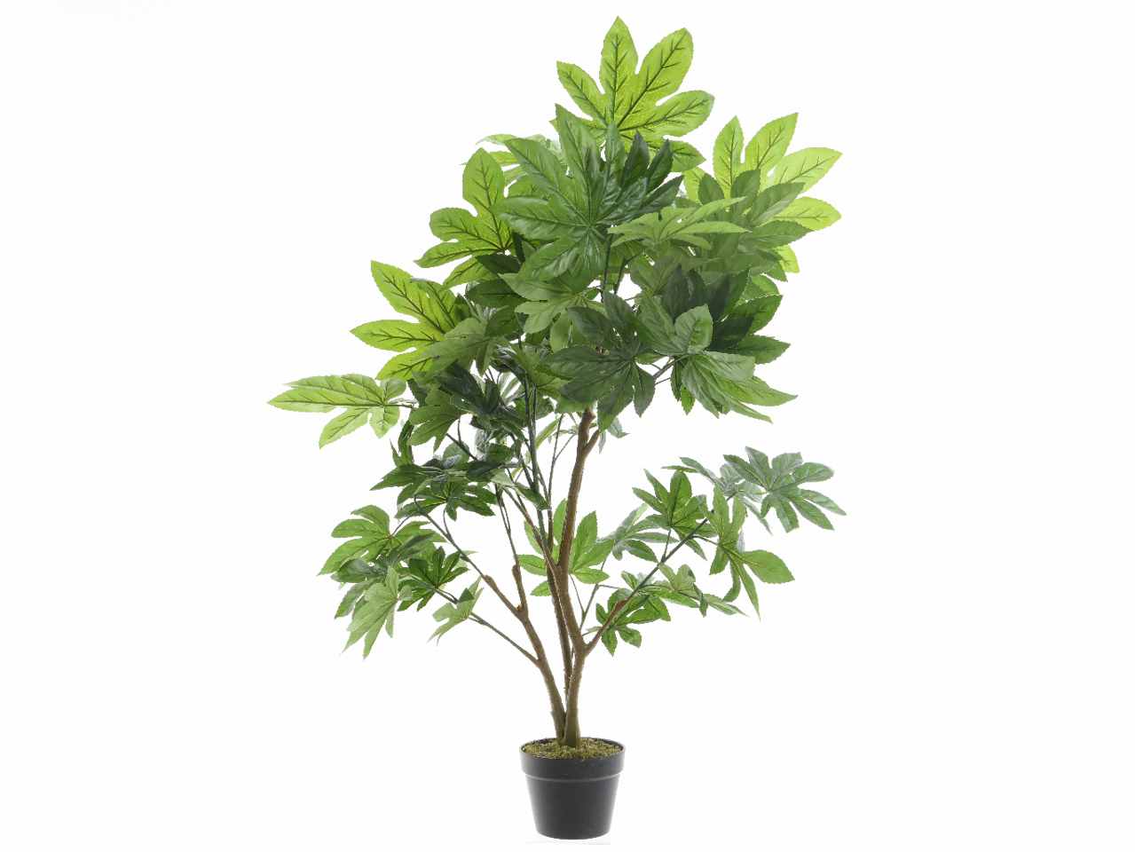 Aralia h.130cm 800811