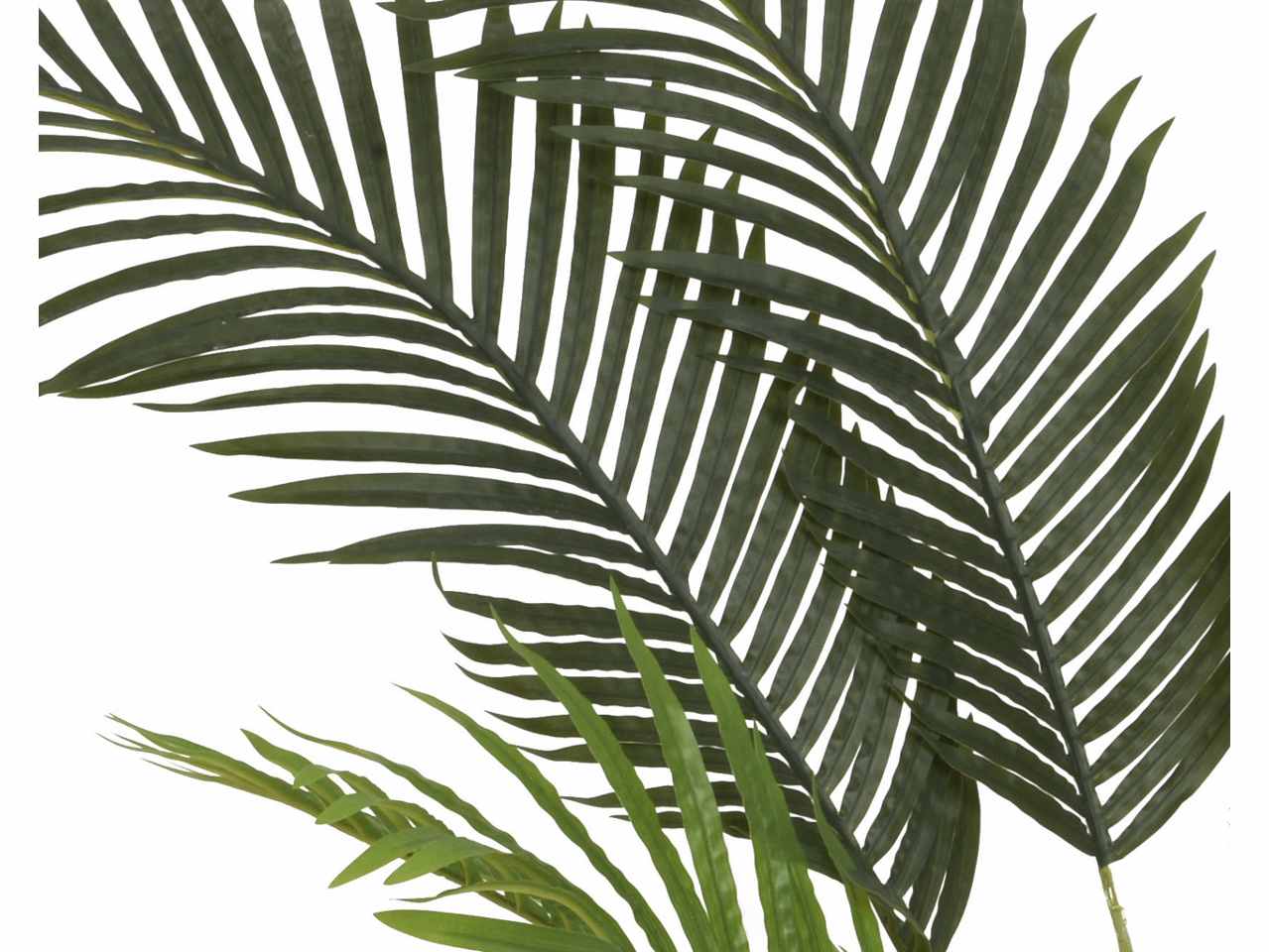 Pianta palma h.150cm 804215