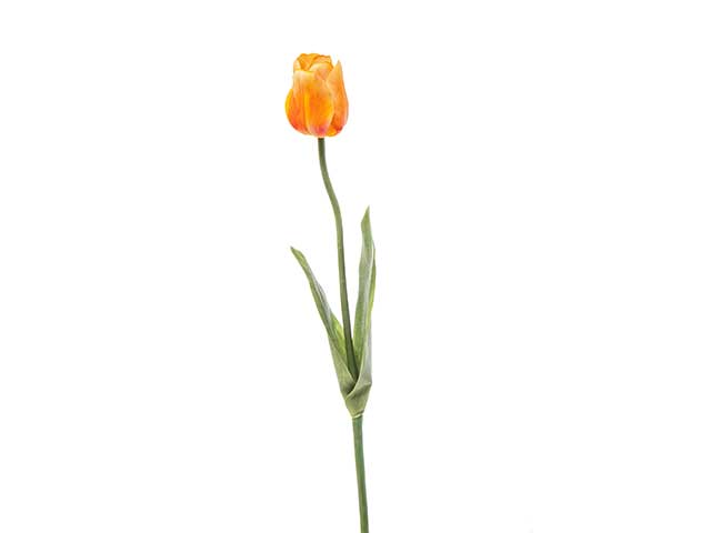 Tulipano singolo 63cm giallo a22045