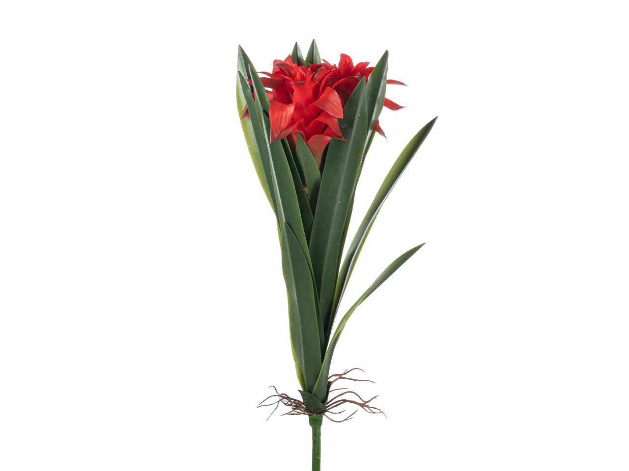 Piantina guzmania x2 45cm rossa a26366