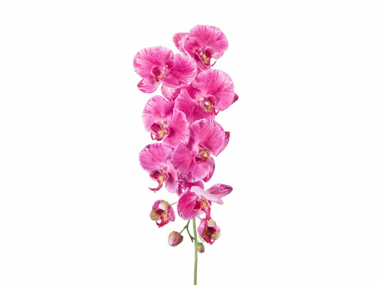 Tralcio di phalaenopsis colore fucsia h.96cm