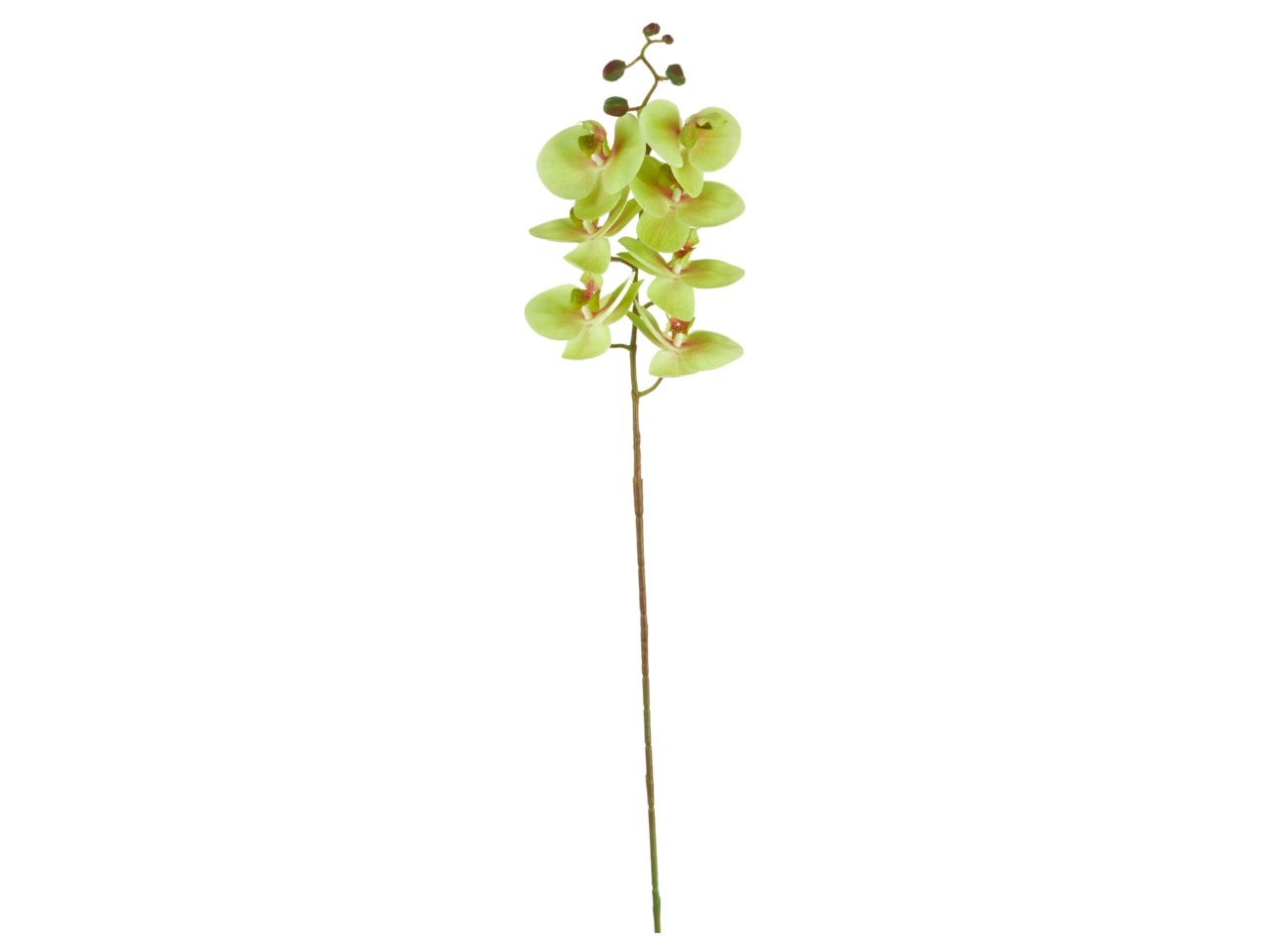 Orchidea verde artificiale 105 cm, fogliame opaco - Arpimex