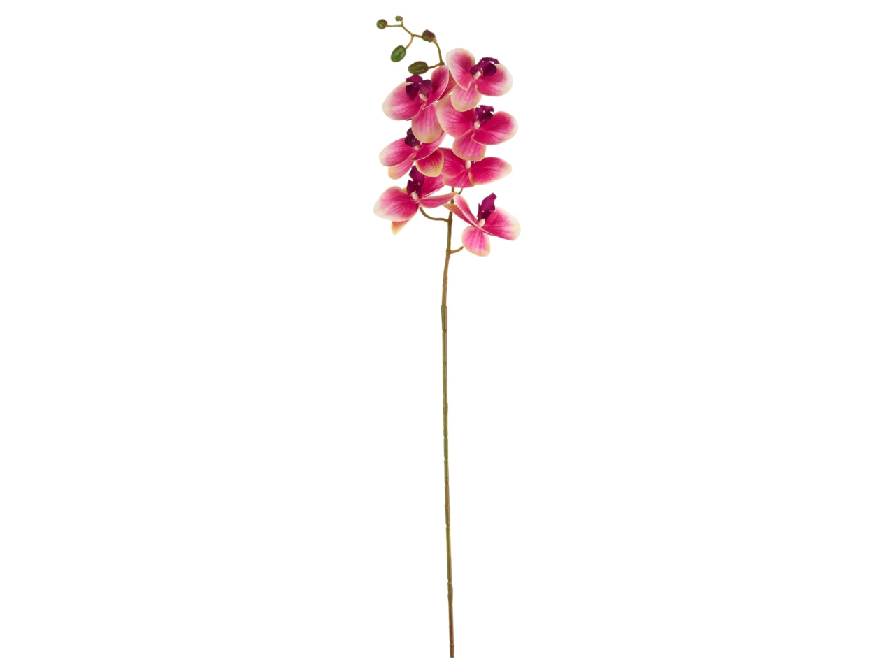 Orchidea sfumata fucsia artificiale, ramo con 7 fiori, 105 cm - Arpimex