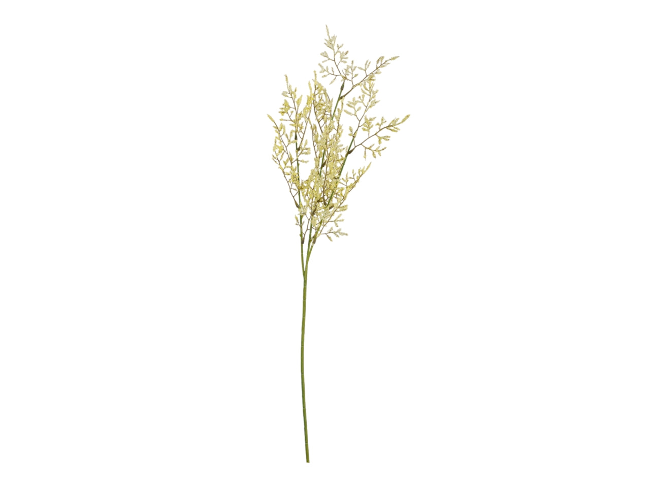 Ramo limonium emile 73cm crema