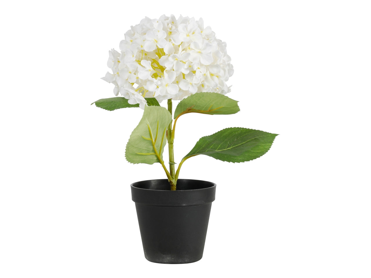 Pianta ortensia con vaso 34cm bianca
