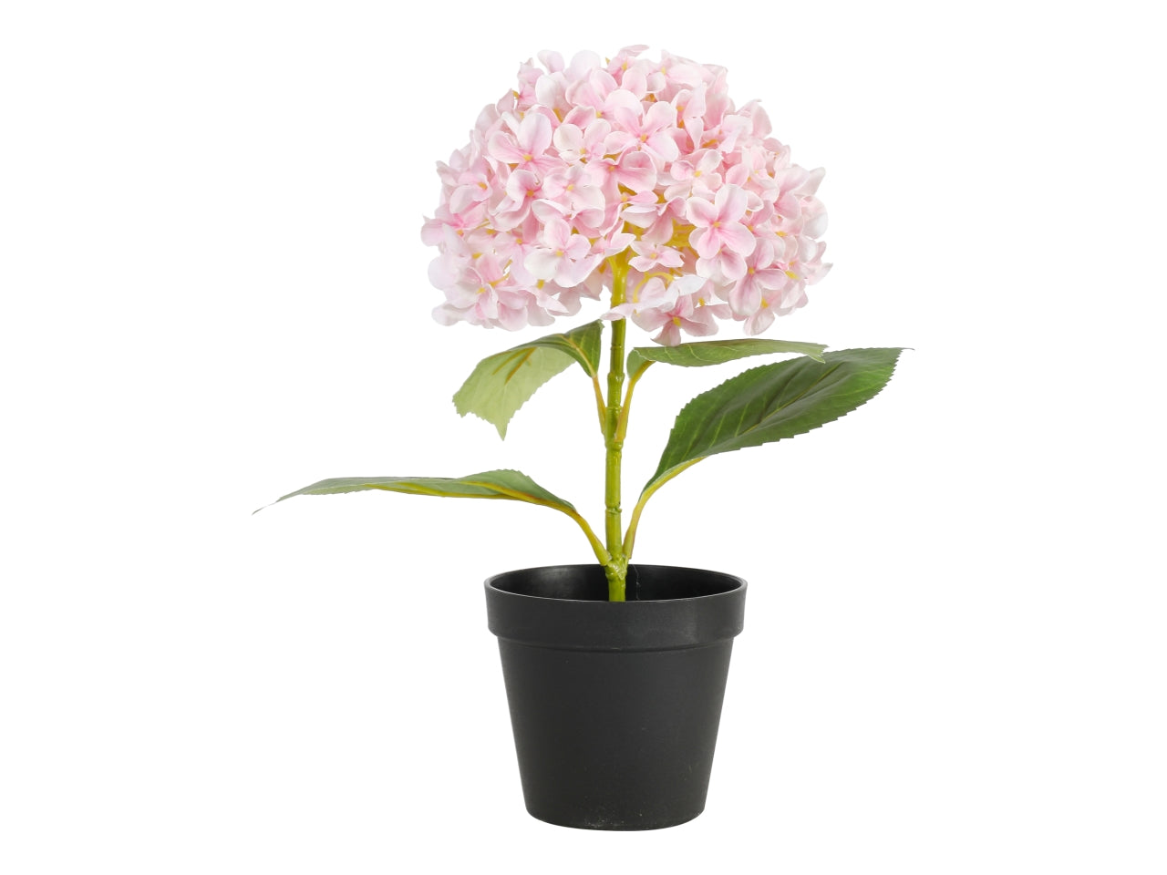 Pianta ortensia con vaso 34cm rosa