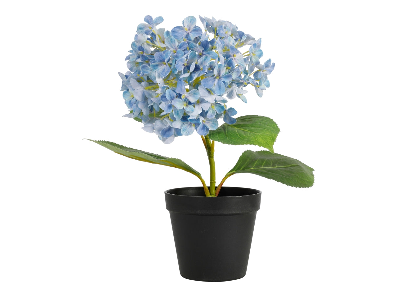 Pianta ortensia con vaso 34cm blu