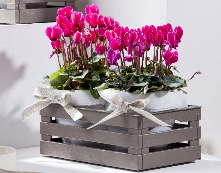 Cassettina tina tortora 10250a