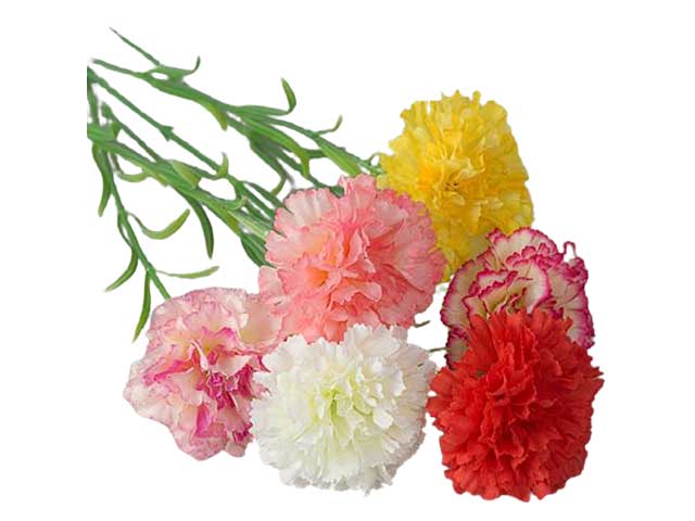 Garofano ramo misura 9x9x54cm assortito