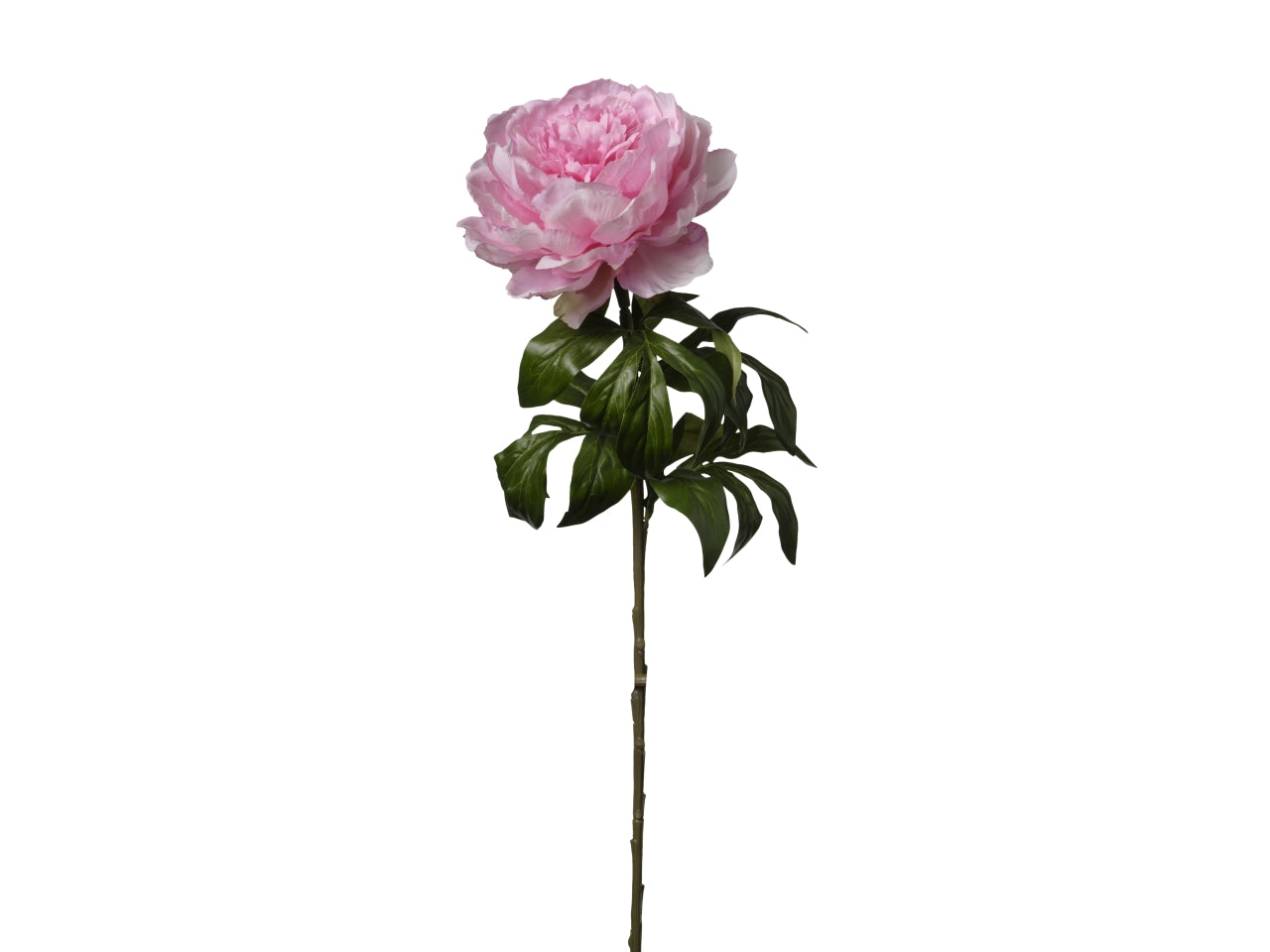 Peonia singola 60cm rosa