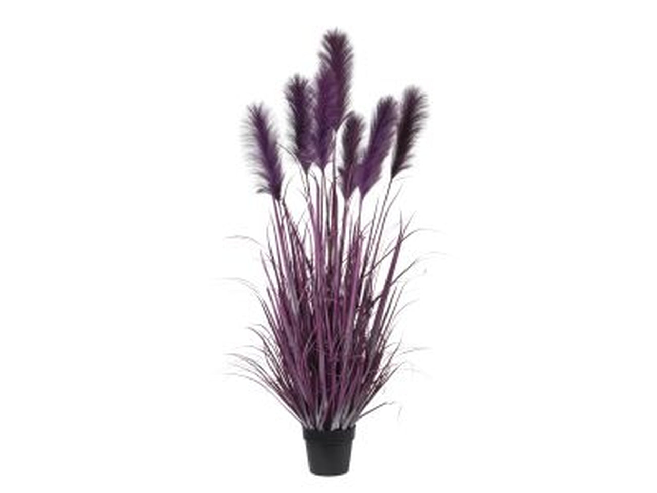 Pianta pampas x7 in vaso 155cm viola