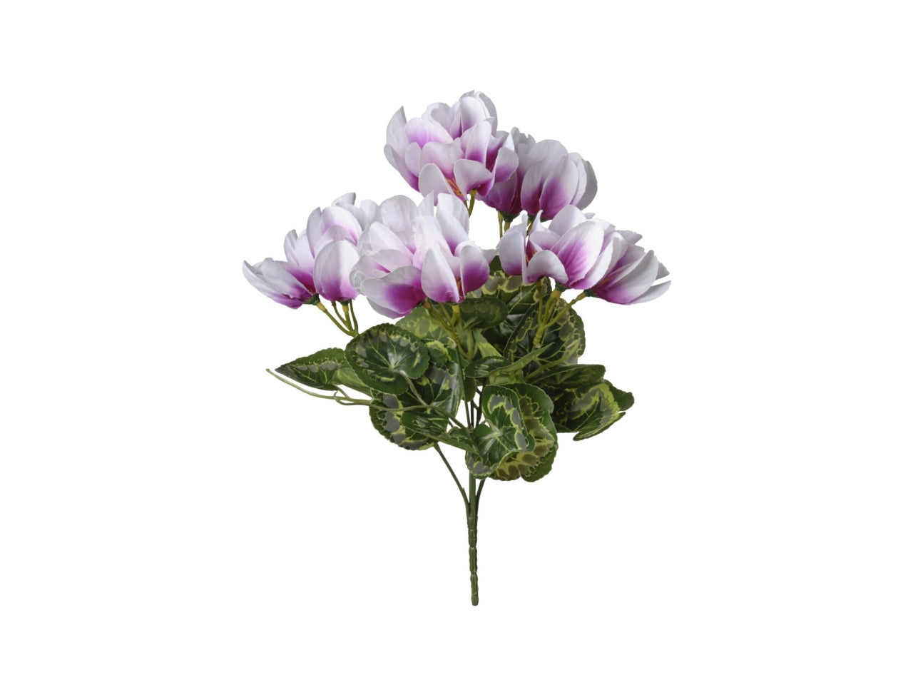 Mazzo di ciclamini crema e rosa 35cm