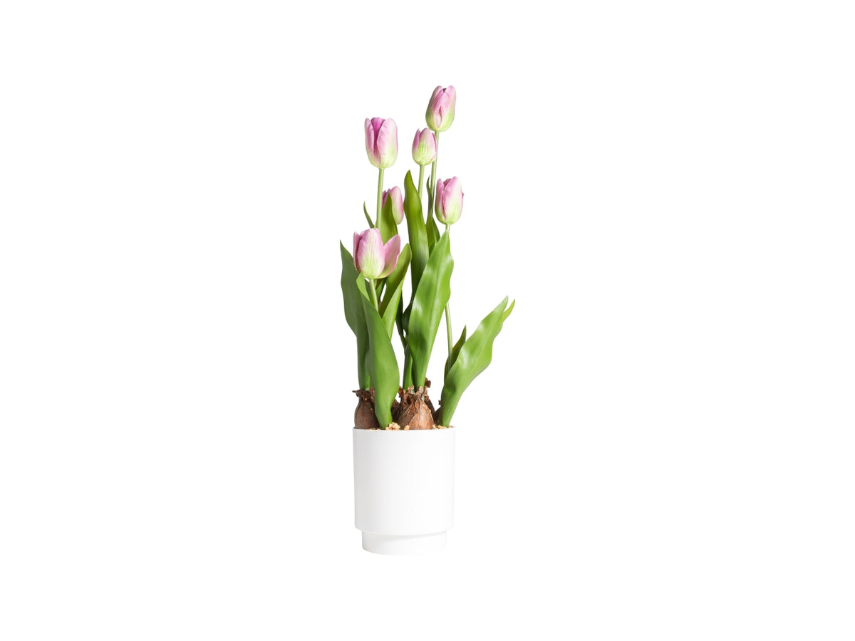 Tulipano rosa in vaso d.12x12x53cm 7 fiori