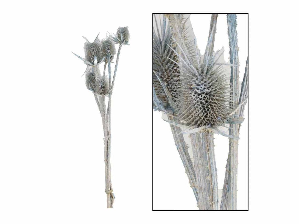 Fiori cardo 45257-085