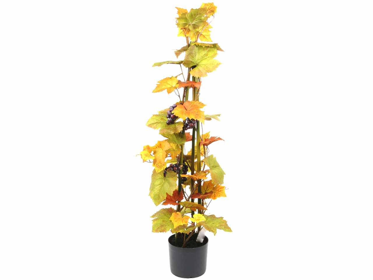 Vite con uva in vaso 120cm