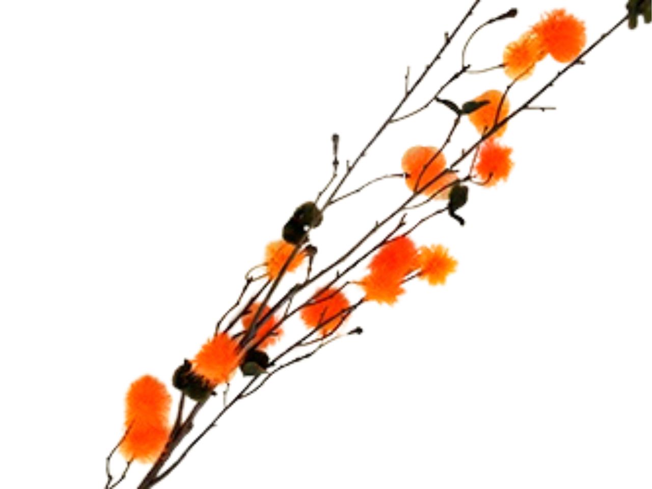Ramo pompon