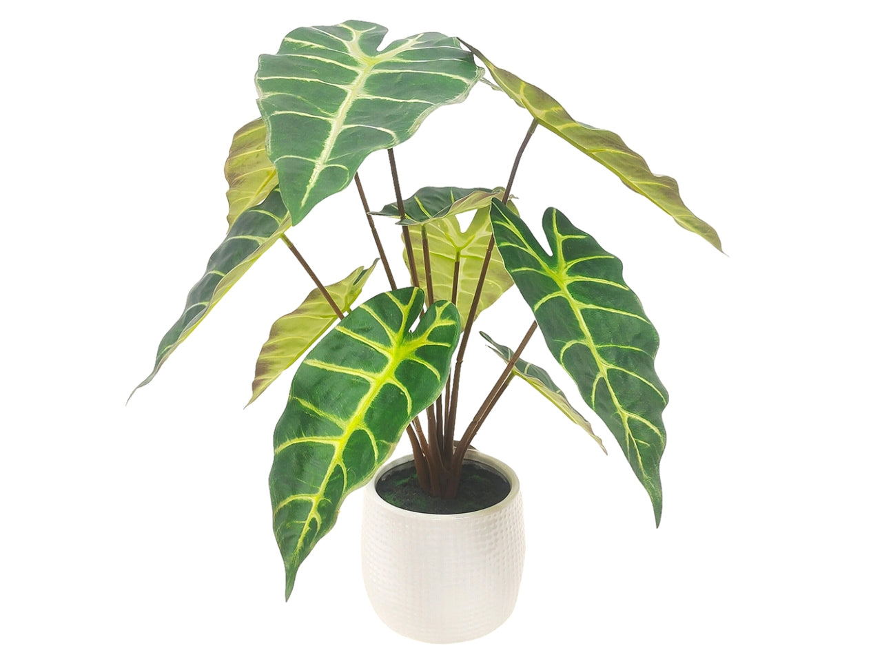 Pianta caladium pianta 40,6cm in vaso