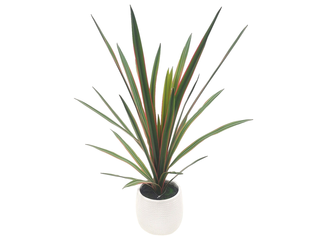 Pianta cordyline pianta 50,8cm in vaso