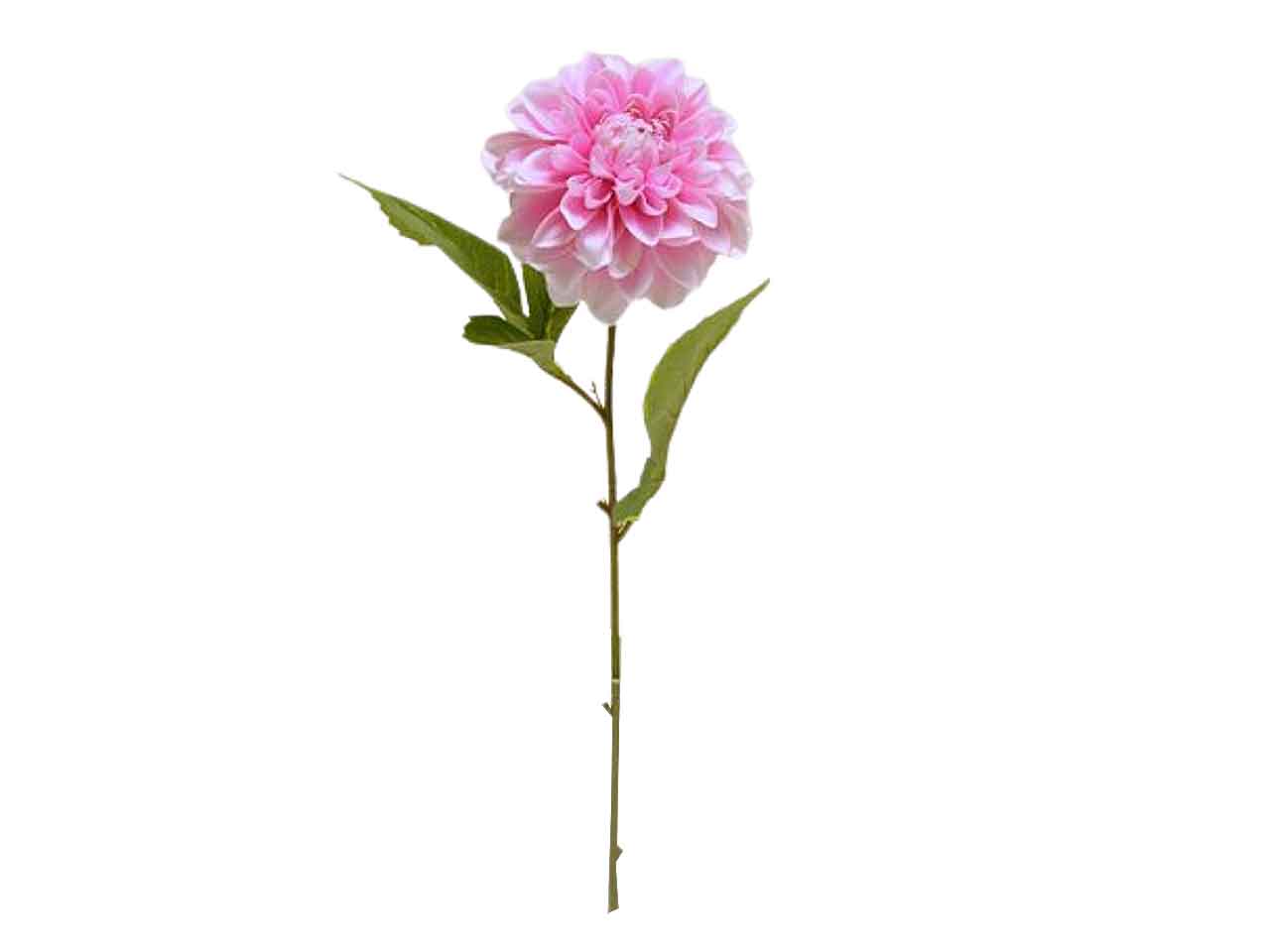 Dalia singola spruzzata colore rosa 49cm