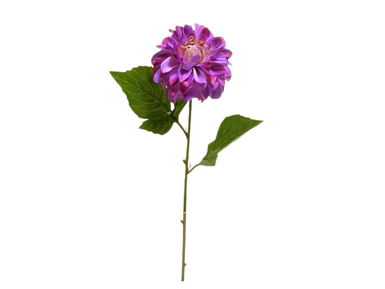 Dalia spruzzata 49cm fucsia ds001391