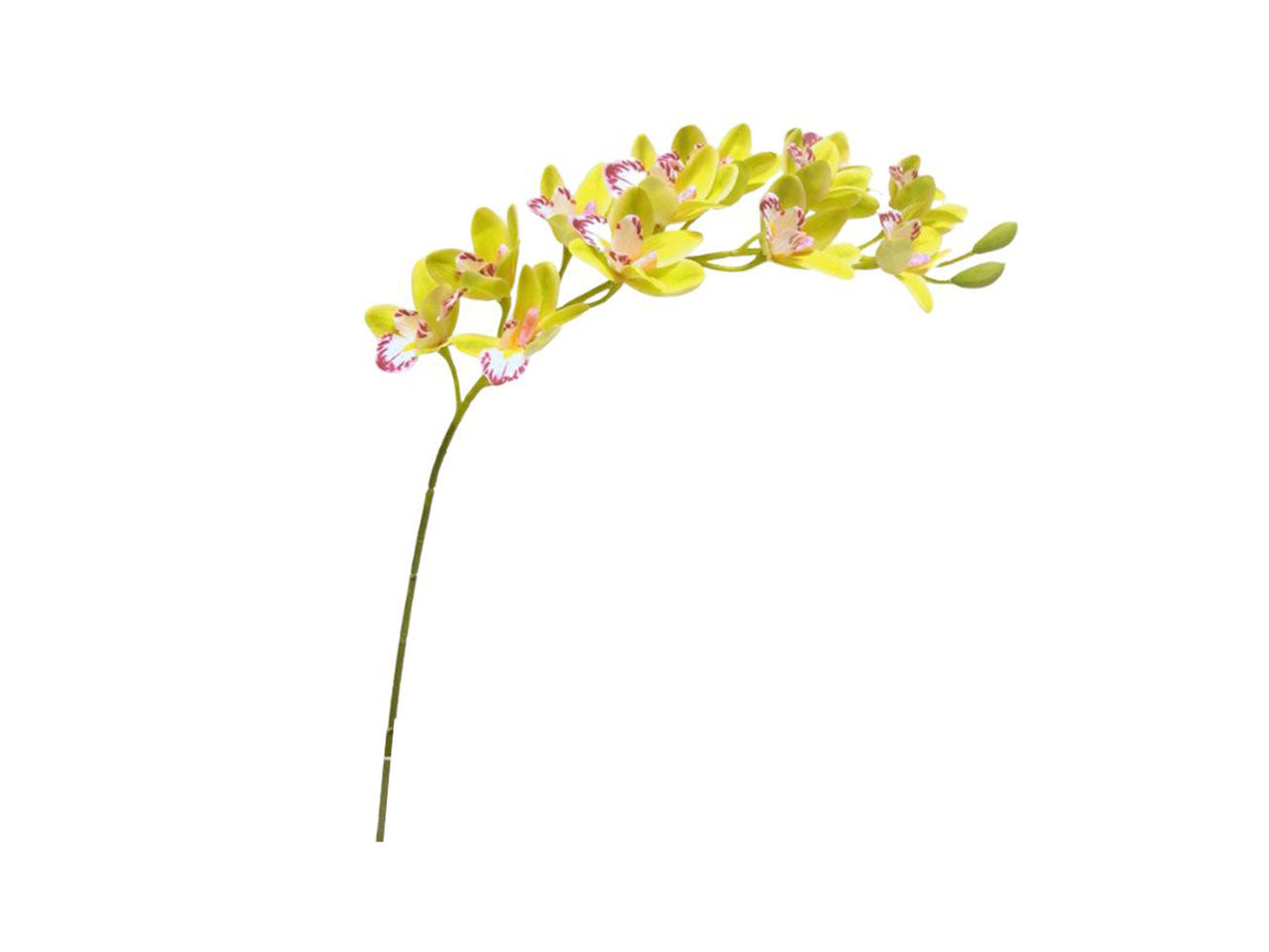 Cymbidium 12 fiori, 2 gemme 86cm verde