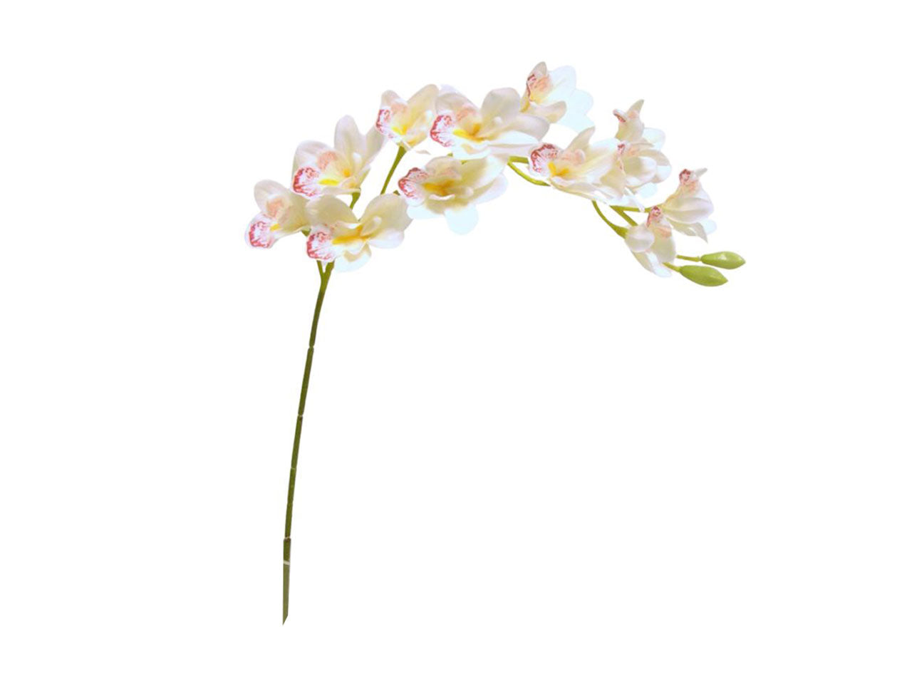 Cymbidium 12 fiori, 2 gemme 86cm crema