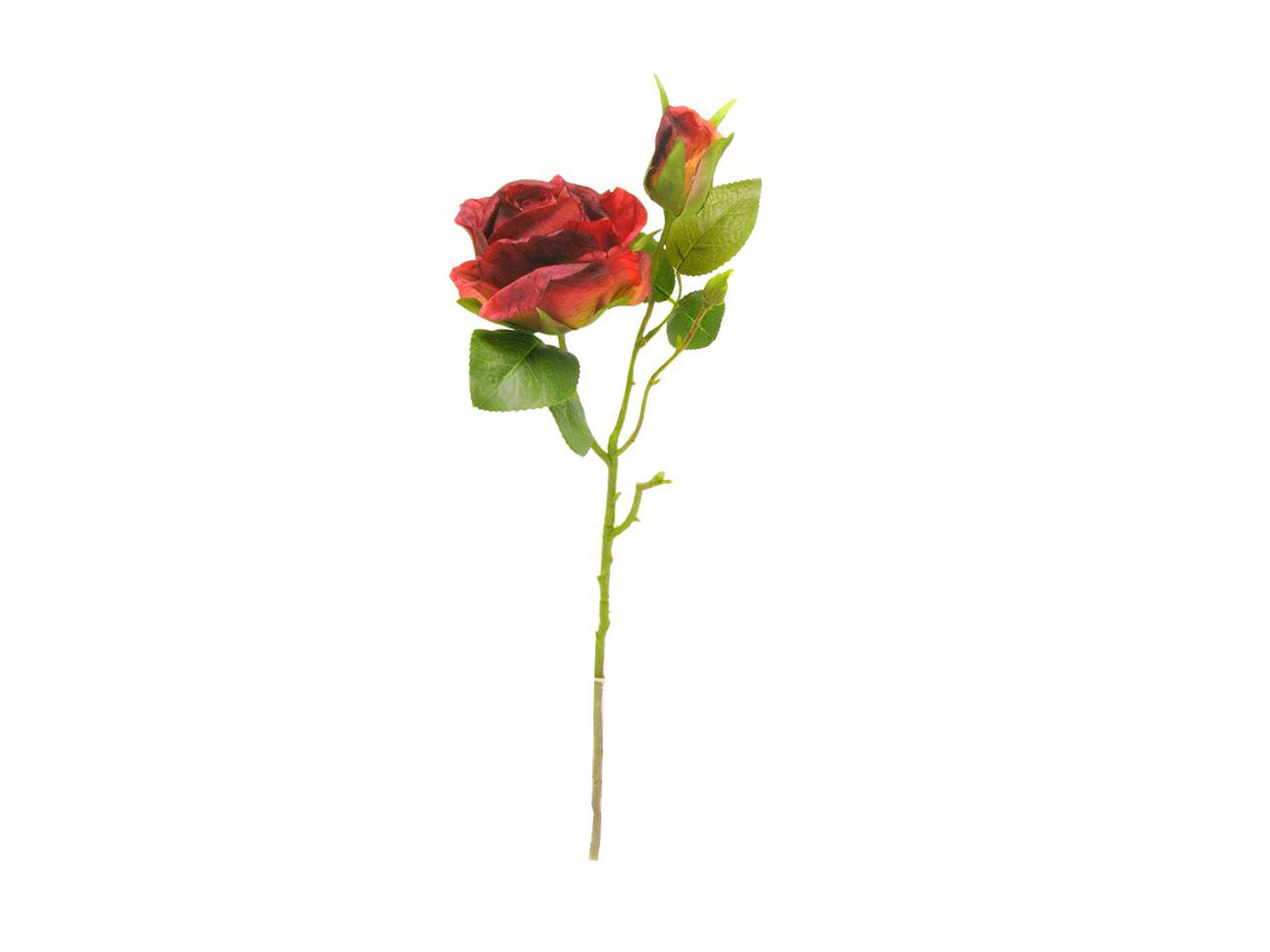 Rosa spruzzata 1 fiore 1 gemma rossa