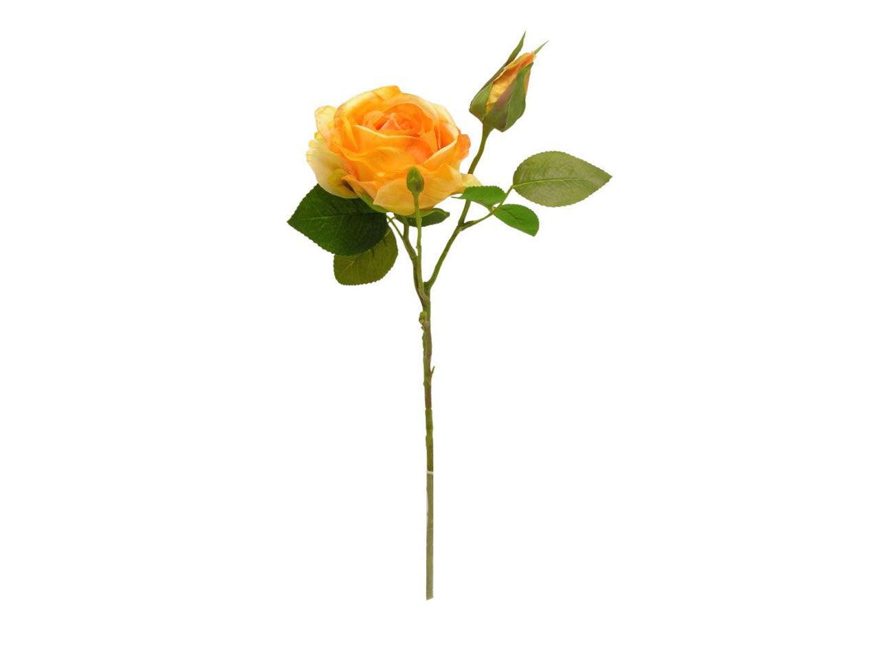 Rosa spruzzata 1 fiore 1 gemma orange