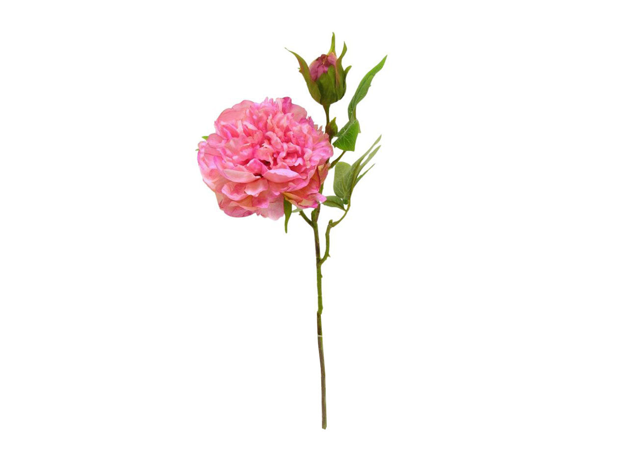 Peonia spruzzata 1 fiore 1 gemma rosa