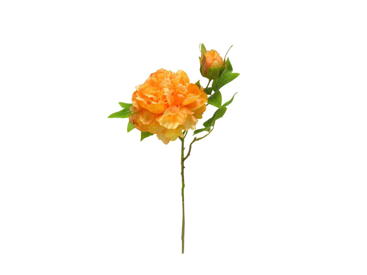 Peonia spruzzata 1 fiore 1 gemma orange