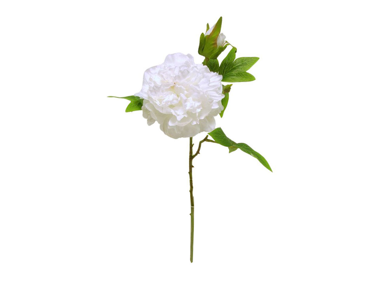 Peonia spruzzata 1 fiore 1 gemma bianca