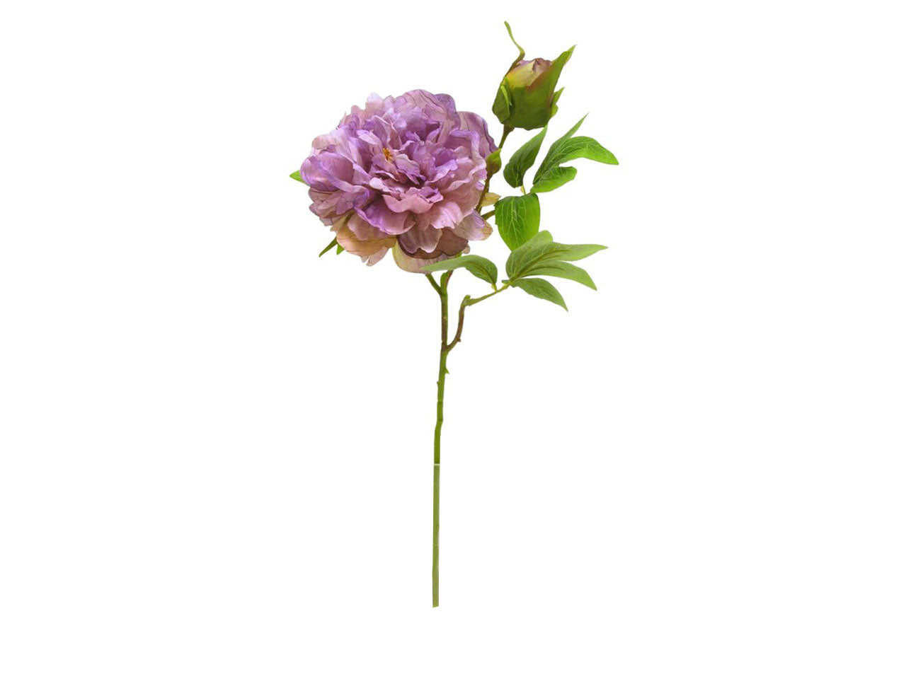 Peonia spruzzata 1 fiore 1 gemma lavanda
