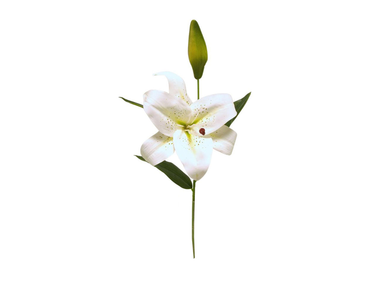 Tiger lily spruzzata 1 fiore 1 gemma crema