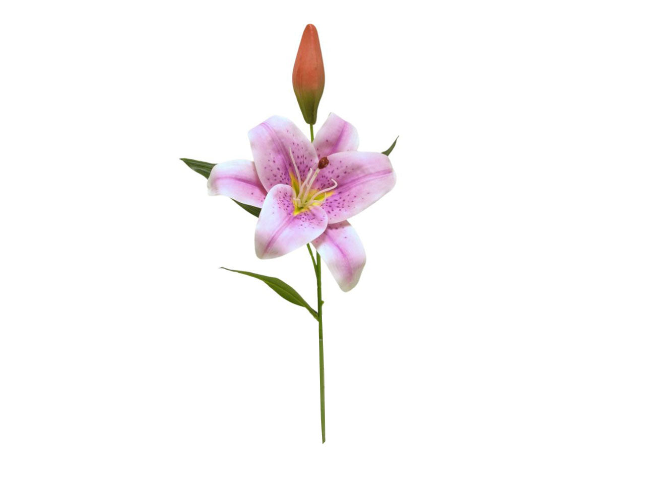 Tiger lily spruzzata 1 fiore 1 gemma lavanda
